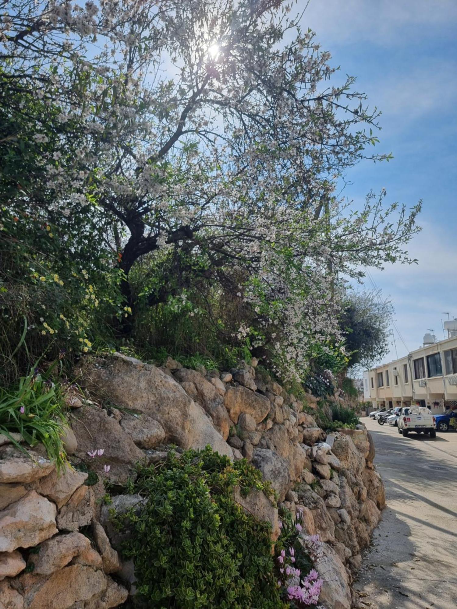 Mediterranean Valley Pafos Zewnętrze zdjęcie